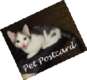 Pet Postcard