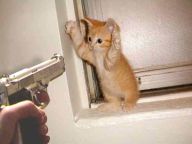1161535376-layne-Cat_Burglar