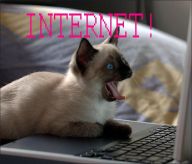 1162399710-internetcat