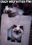 1168250844-ArisDomesticHimalayanCat-Kittens-Himmies