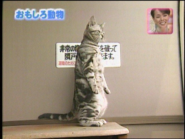 1168705855-Standing_Cat4