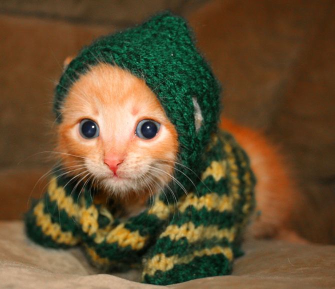 1169988171-knitted_kitteh