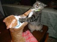 1171307898-cats_fighting