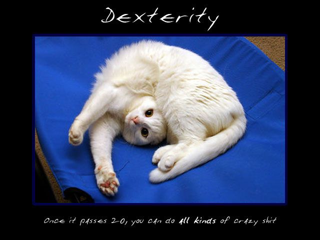1173277999-dexteritycat