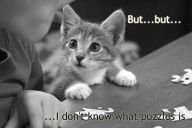 1181592539-20255puzzled-kitty