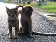 1185211632-cat-monkey