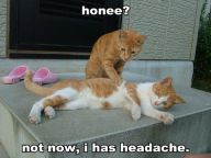1188245238-honee-not-now-i-has-headache