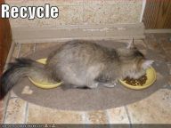 1204982164-funny-pictures-cat-recycles-food